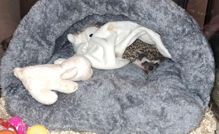 Algerian Hedgehog/Algerijnse Egel/Witbuikegel/Egel, Dieren en Toebehoren, Overige Dieren, Vrouwelijk, September