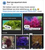 Verschillende soorten wieren/macro algen  beschikbaar, Dieren en Toebehoren, Vissen | Aquaria en Toebehoren, Ophalen of Verzenden