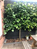 GRATIS Leilinde 220 hoog, Tuin en Terras, Planten | Bomen, Ophalen, Volle zon