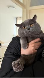 Dekkater Britse korthaar, Dieren en Toebehoren, 3 tot 5 jaar