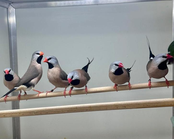 Spitsstaart amadines, Dieren en Toebehoren, Vogels | Overige Vogels, Meerdere dieren