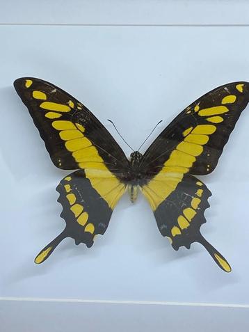 vlinder Papilio Thoas beschikbaar voor biedingen