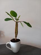 kamerplant in mok, Ophalen, Overige soorten, Halfschaduw, In pot