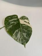 Monstera variegata stek met wortel (4), Overige soorten, Minder dan 100 cm, Ophalen of Verzenden, Halfschaduw