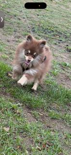 pomeriaan choco tan, Dieren en Toebehoren, Rabiës (hondsdolheid), 15 weken tot 1 jaar, Reu, Eén hond