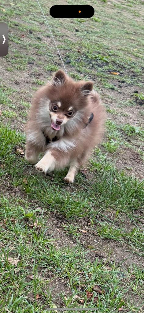 pomeriaan choco tan, Dieren en Toebehoren, Honden | Poolhonden, Keeshonden en Oertypen, Reu, Particulier, Eén hond, Nederland