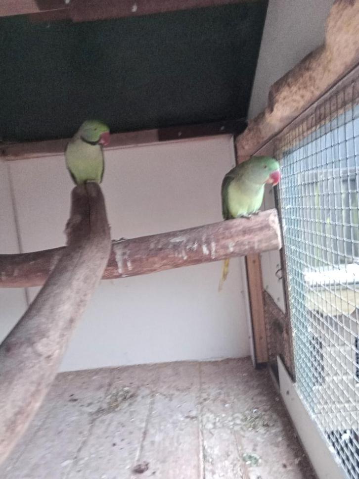 Alexanderparkieten half tam koppel, Dieren en Toebehoren, Vogels | Parkieten en Papegaaien, Parkiet, Meerdere dieren, Tam