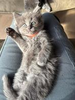 Te koop lieve ragdoll x maine coon kittens, Dieren en Toebehoren, Poes, Ontwormd
