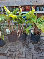 Bananenbomen met super korting van 50%, Ophalen, Volle zon, Vaste plant, Zomer