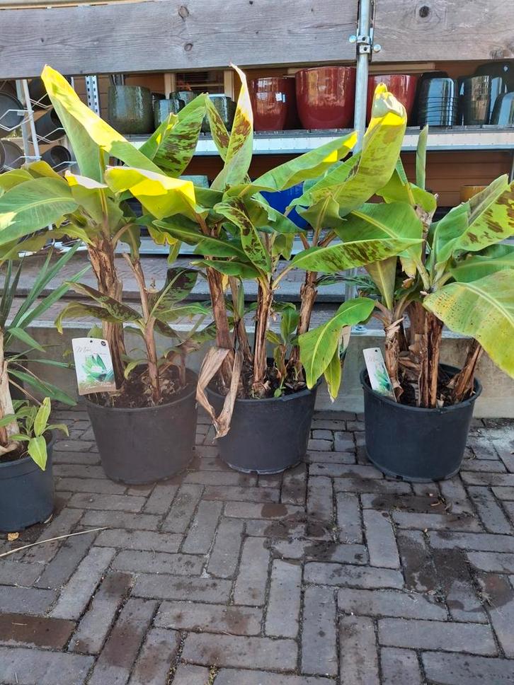 Bananenbomen met super korting van 50%, Tuin en Terras, Planten | Tuinplanten, Vaste plant, Fruitplanten, Volle zon, Zomer, Ophalen