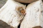Jonge goudhamsters / Syrische hamsters, Dieren en Toebehoren, Hamster, Juli, Meerdere dieren, Tam