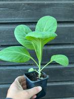 Koolplantjes BIOLOGISCH, Ophalen, Volle zon, Groenteplanten, Eenjarig