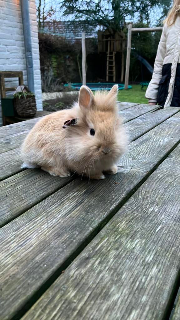 Konijntjes vos, Dieren en Toebehoren, Konijnen