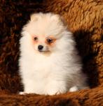 Pomeriaan pup 100% raszuiver, Dieren en Toebehoren, Honden | Poolhonden, Keeshonden en Oertypen, België, Keeshond, CDV (hondenziekte)