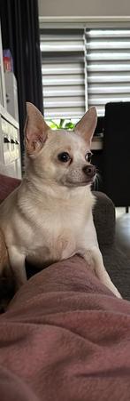 2 Chihuahua honden te koop, 6 jaar of ouder, Parvo, Reu, Meerdere