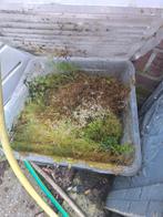 vers sphagnum/ spagnum mos, hele bak vol, Ophalen of Verzenden