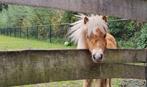 Minipaardje Shetlander merrie 80cm, Dieren en Toebehoren, Pony's, Merrie, A pony (tot 1.17m), 3 tot 6 jaar, Gechipt