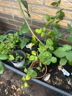 Jonge planten: braam zonder doorn, Tuin en Terras, Volle zon, Vaste plant, Ophalen of Verzenden, Fruitplanten
