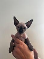 Super lieve sphynx kittens zoeken een forever home️, Gechipt, Meerdere dieren