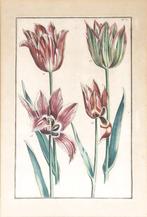 Maria Sibylla Merian - Emmanuel Sweerts - Daniel Rabel - Ets, Antiek en Kunst, Kunst | Etsen en Gravures, Ophalen of Verzenden