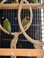 Gouldamadines mannen en poppen, Dieren en Toebehoren, Vogels | Overige Vogels, Meerdere dieren, Geringd