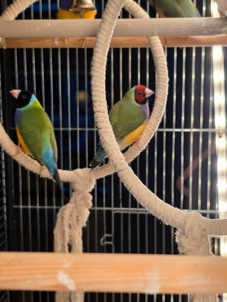 Gouldamadines mannen en poppen, Dieren en Toebehoren, Vogels | Overige Vogels, Meerdere dieren, Geringd