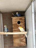 Te koop bleekkop Rosella’s, Dieren en Toebehoren, Mannelijk, Parkiet