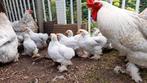 Cochin kriel, kuikens, grijs/parelgrijs, hanen, hennen, Dieren en Toebehoren, Pluimvee, Meerdere dieren, Kip