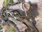 Brandhout, Minder dan 3 m³, Ophalen, Overige houtsoorten, Blokken