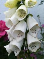 Vingerhoedskruid Wit zaden, Digitalis purpurea Alba, Verzenden