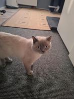 Dekkater britskorthaar te koop!, Dieren en Toebehoren, 0 tot 2 jaar