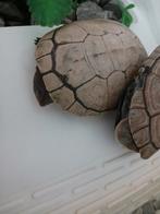 Afrikaanse moerasschildpadden., Dieren en Toebehoren, Reptielen en Amfibieën, Schildpad, Met terrarium, 0 tot 2 jaar
