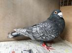 Kleurpostduif rubella spread doffer, Dieren en Toebehoren, Mannelijk, Postduif