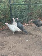 kalkoenen, Meerdere dieren, Kalkoen