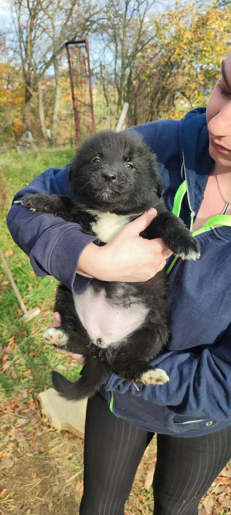 Ontmoet Lyra – Klein maar groots in liefde, Dieren en Toebehoren, Honden | Niet-rashonden, Klein, Teef, Particulier, Eén hond