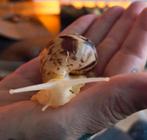 Reuzeslak Achatina reticulata Albino jongen., Dieren en Toebehoren, Overige Dieren, Mei, Meerdere dieren