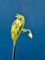 Orchidee Calanthe rubens p15 (1), Huis en Inrichting, Kamerplanten, Ophalen of Verzenden, Halfschaduw, Minder dan 100 cm