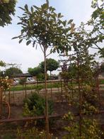 Photinia fraseri Red Robin stam 180 cm in pot, Tuin en Terras, Lente, 100 tot 250 cm, Ophalen, Volle zon