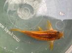 Osteogaster (Corydoras) CW010 Goldstripe, Vis, Zoetwatervis