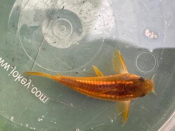 Osteogaster (Corydoras) CW010 Goldstripe beschikbaar voor biedingen