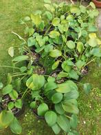 hosta planten, Tuin en Terras, Planten | Tuinplanten, Volle zon, Vaste plant, Zomer, Ophalen
