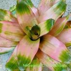 Bijzondere Bromelia's, terrariumplanten, Amfibie, 0 tot 2 jaar