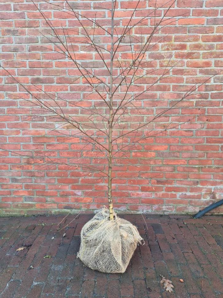 Jonge Betula Pendula (Berk) - 2 Meter met Kluit, Tuin en Terras, Planten | Struiken en Hagen, Struik, Overige soorten, 100 tot 250 cm