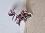 Tradescantia Zebrina – Stekjes vol kleur en leven  €0,50 ps, Ophalen of Verzenden, Overige soorten, Minder dan 100 cm