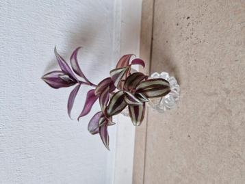 Tradescantia Zebrina – Stekjes vol kleur en leven  €0,50 ps beschikbaar voor biedingen