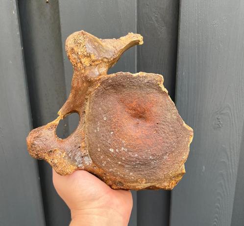 Nekwervel mammoet Noordzee, Verzamelen, Mineralen en Fossielen, Mineraal, Ophalen of Verzenden