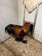 Brahma Groot Meerzomig Patrijs koppel 2025, Dieren en Toebehoren, Pluimvee, Meerdere dieren, Kip