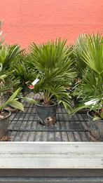 Chamaerops humilis vulcano palmboom 40/50 cm planthoogte, Tuin en Terras, Planten | Bomen, Zomer, Volle zon, Ophalen of Verzenden