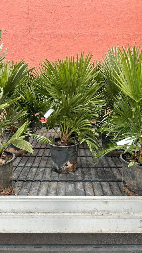 Chamaerops humilis vulcano palmboom 40/50 cm planthoogte, Tuin en Terras, Planten | Bomen, Palmboom, 100 tot 250 cm, Volle zon