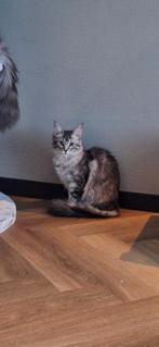 Mainecoon kitten, Dieren en Toebehoren, Katten en Kittens | Raskatten | Langhaar, Poes, Gechipt, 0 tot 2 jaar
